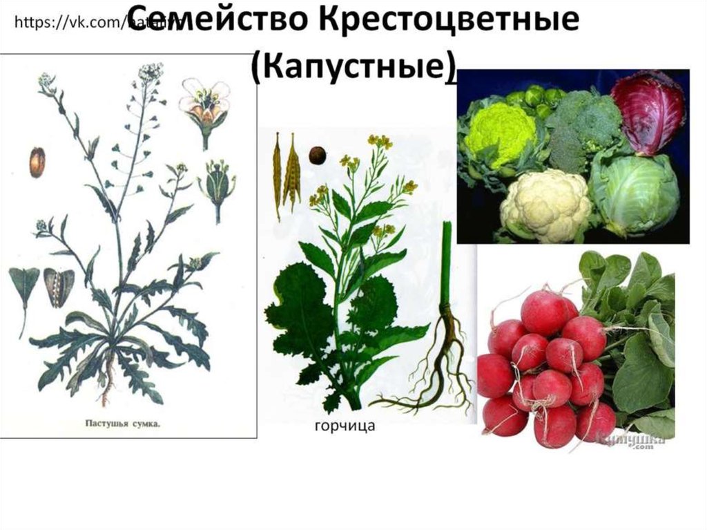 Семейство крестоцветных относится к классу. Семейство крестоцветные капустные. Капустные крестоцветные растения. Крестоцветные подсемейства. Крестоцветные брокколи.
