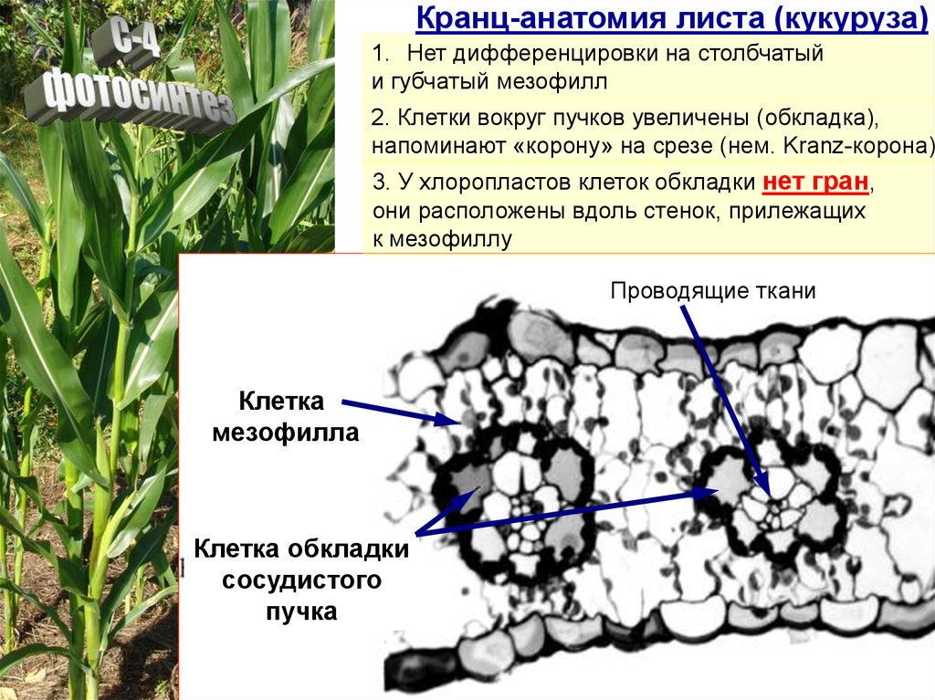 С 4 растения. Кранц анатомия с4 растений. Кранц-структура листа. Кранц мезофилл. Кранц анатомия листа.