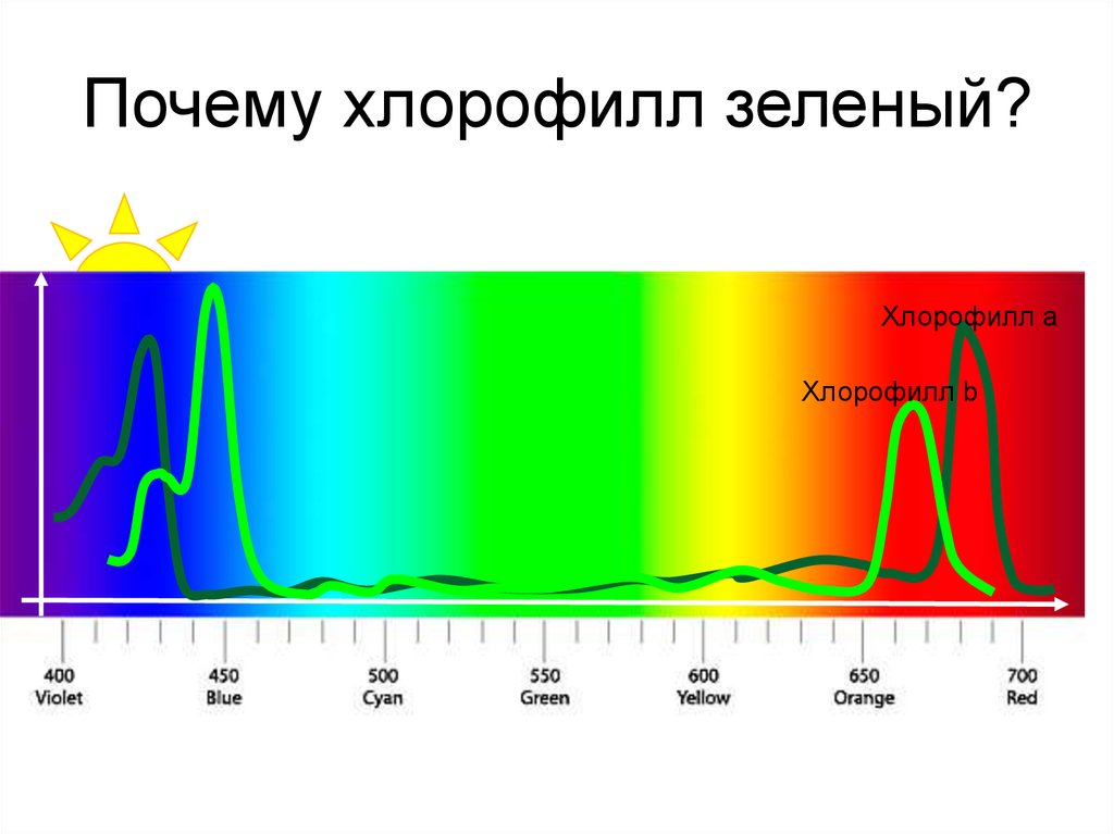 Хлорофилл поглощает