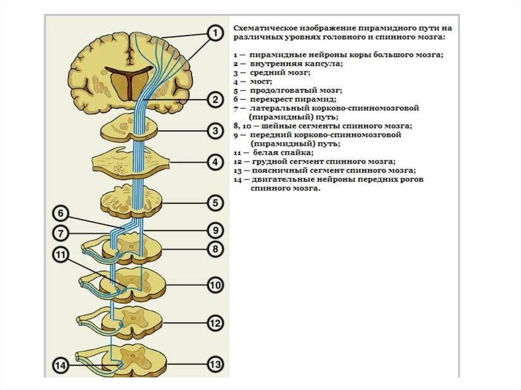 Кортико спинальный путь схема