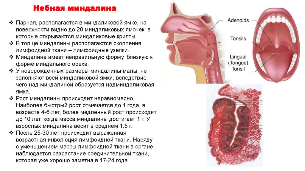 Миндаликовая ямка