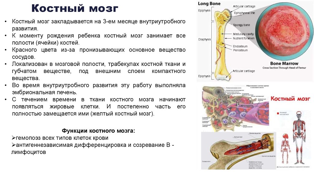 Вред костный мозг. Красный костный мозг и желтый костный мозг. Функции красного и желтого костного мозга. Желтый костный мозг строение и функции. Функции желтого костного мозга в кости.