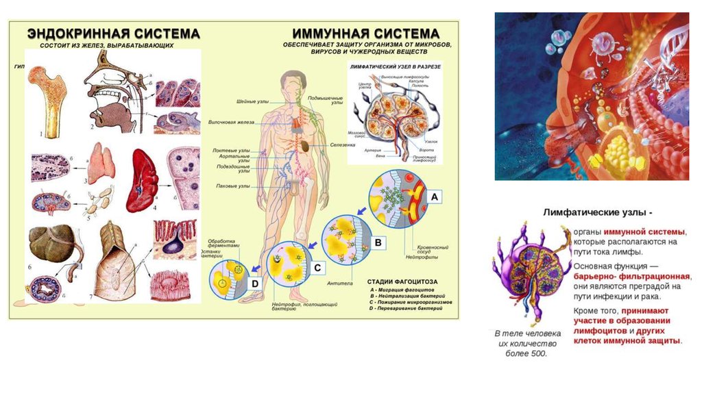 К органам иммунной системы относятся