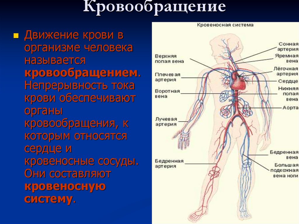 Кровеносная система человека доставляет лекарственные впр. Кровеносная система человека. Система кровообращения. Кровеносная система кровь. Кровеносная система человека схема.