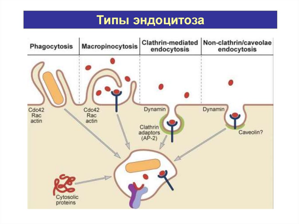 Этапы эндоцитоза. Клатрин опосредованный эндоцитоз. Фагоцитоз и эндоцитоз. Клатрин зависимый эндоцитоз. Эндоцитоз вируса.