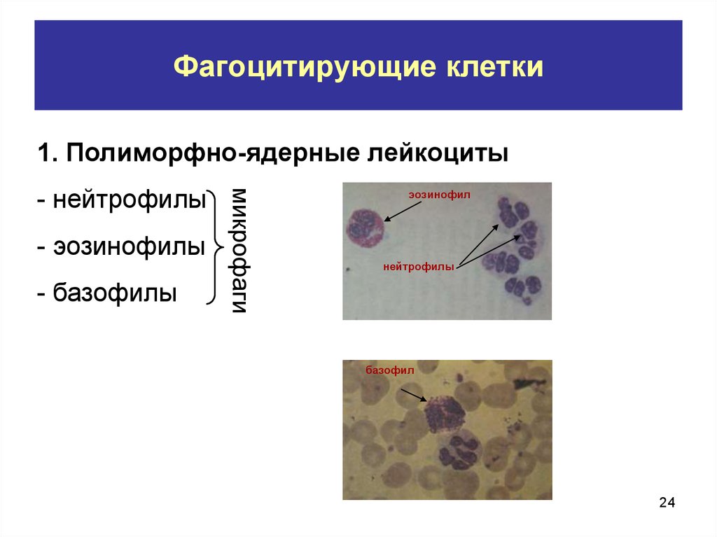 Макрофаги фагоцитоз. Микрофаги: нейтрофилы фагоцитоз. Функции клеток фагоцитарной системы. Клетки способные к фагоцитозу. Фагоцитоз фагоцитирующие клетки.