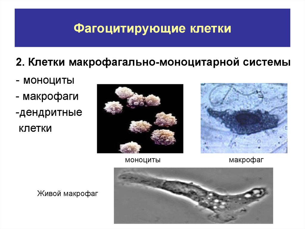 Клетки способные к фагоцитозу