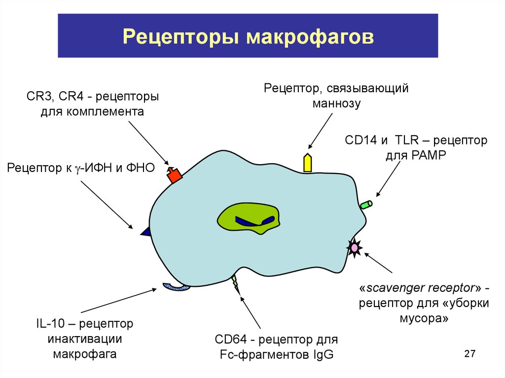 Макрофаги фагоцитоз. Рецепторы фагоцитоза иммунология. Рецепторный аппарат макрофагов. Рецепторы на поверхности макрофагов. Мембранные рецепторы макрофагов.