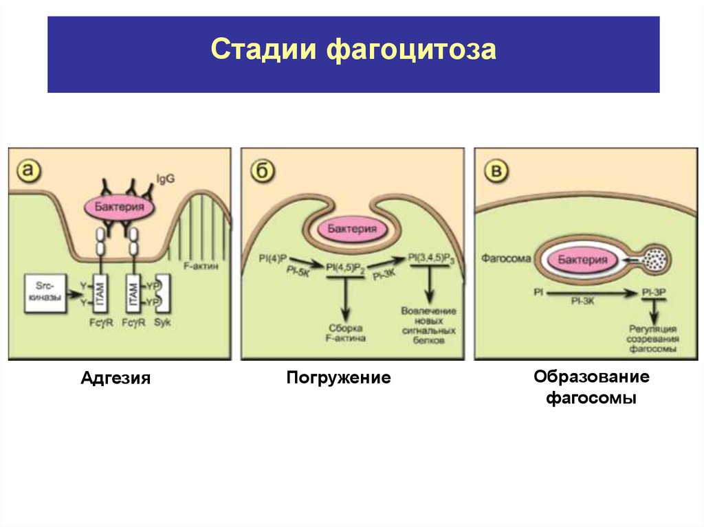 Фазы фагоцитоза схема