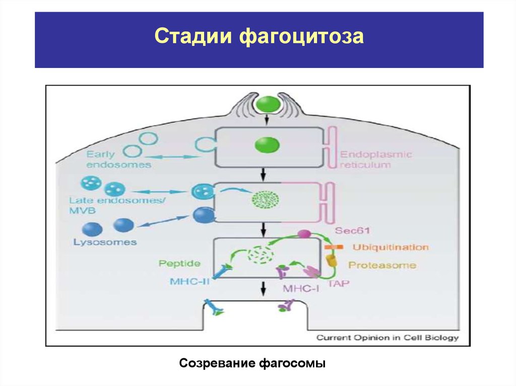 Зарисовать схемы механизма образования иммунитета клеточный фагоцитоз