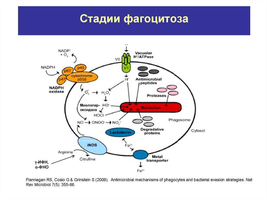 Открытие фагоцитоза презентация