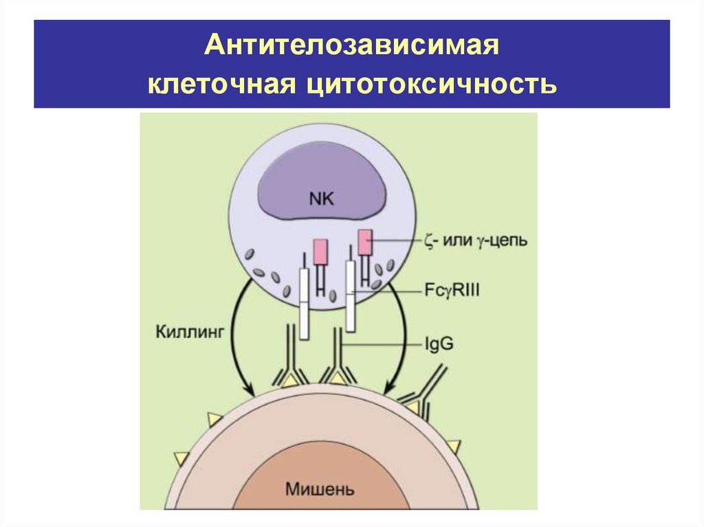 Механизмы клетки. Схема АЗКЦ иммунология. Цитотоксичность иммунология. Антителозависимая клеточная цитотоксичность. Механизм антителозависимой клеточной цитотоксичности.