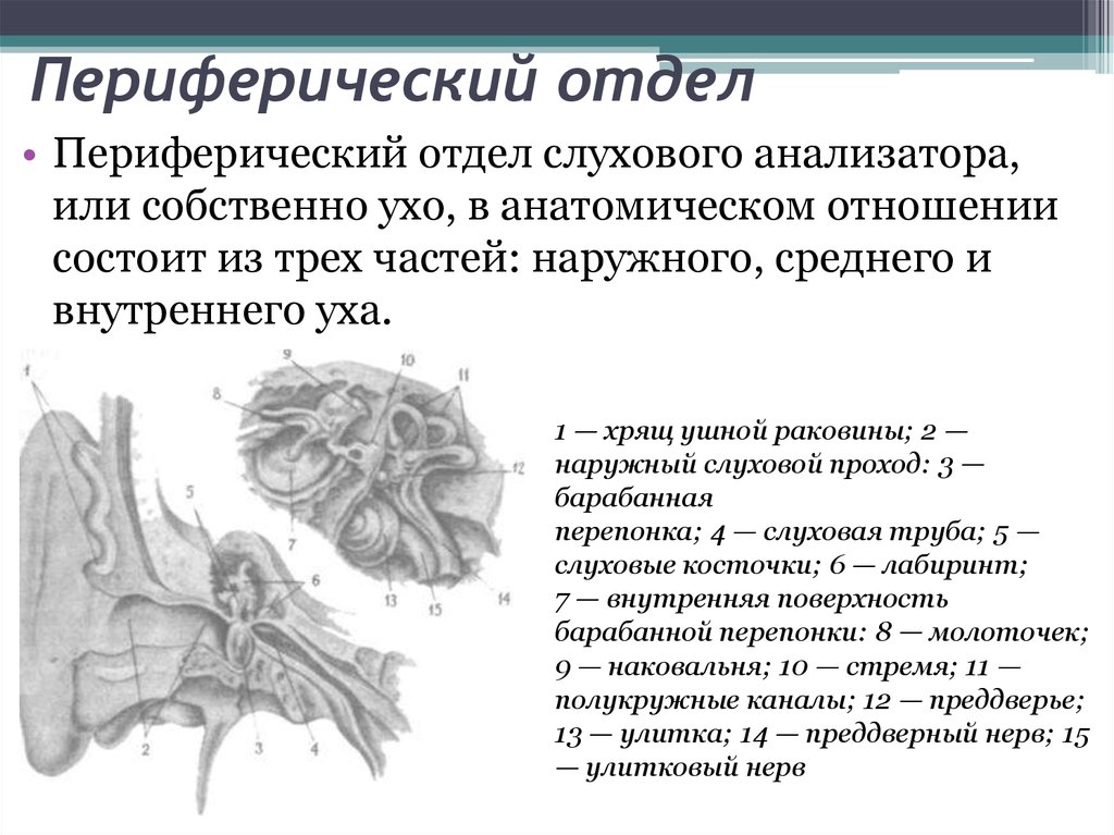 Периферический отдел слухового анализатора схема