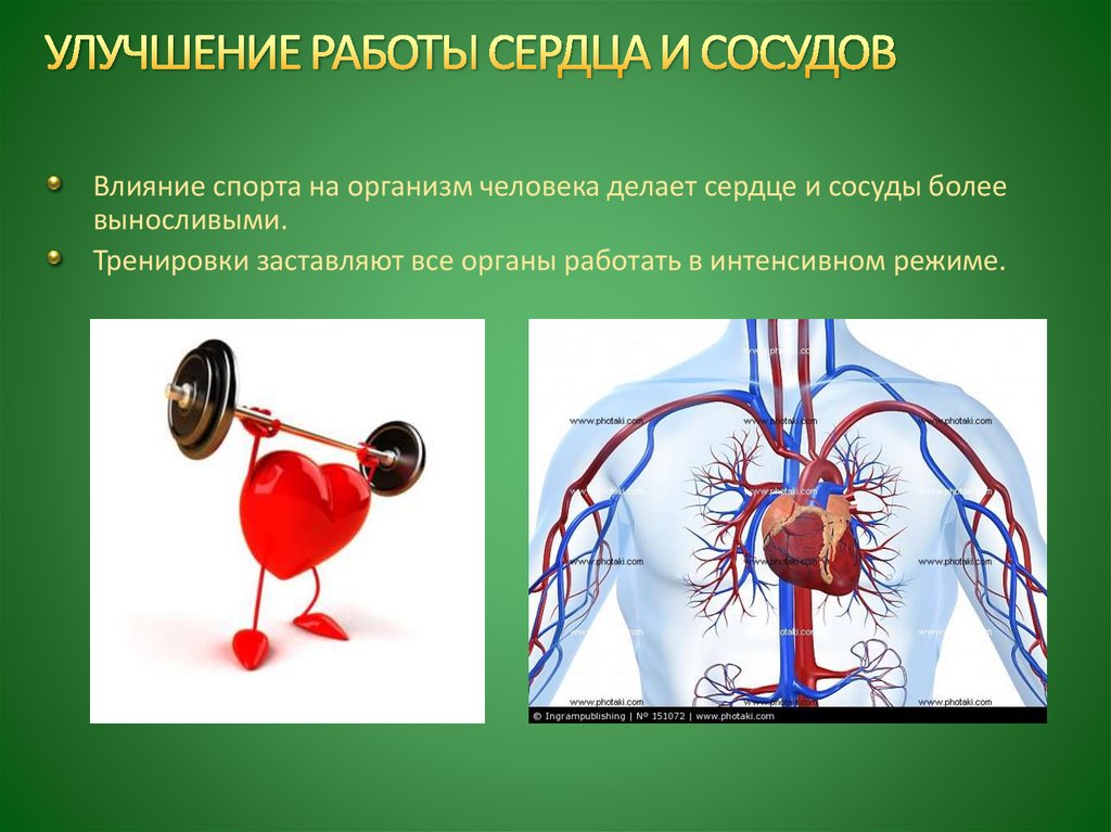 Физических нагрузок кровообращение. Влияние спорта на сердце. Влияние спорта на организм. Улучшение работы сердца и сосудов. Сосуды сердца.