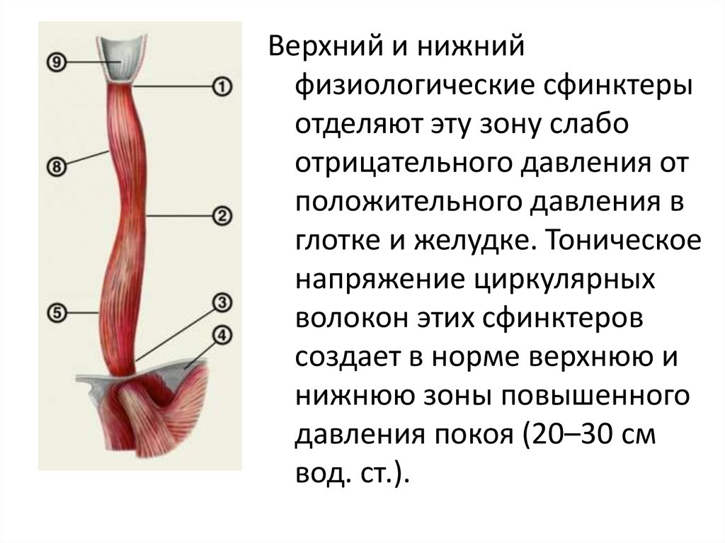 Нижний пищевод. Сфинктеры пищевода анатомия. Верхний и Нижний пищеводные сфинктеры. Верхний сфинктер пищевода.
