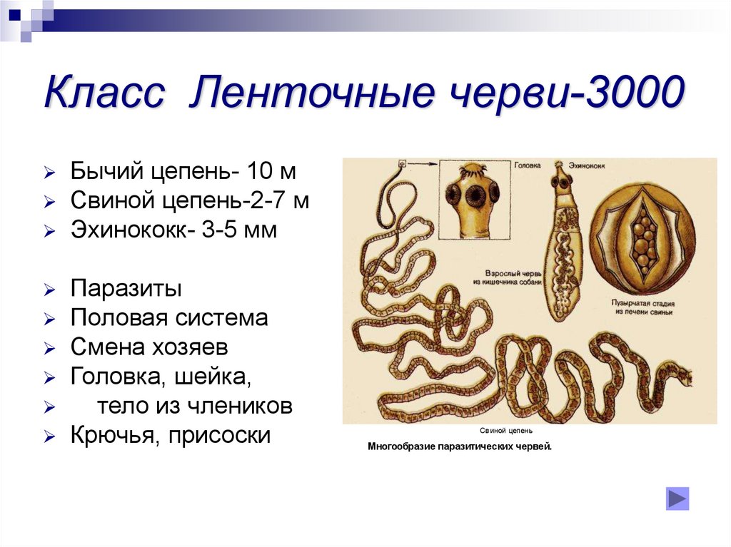 Жизнь ленточного червя. Плоские черви класс ленточные строение. Ленточные черви класс Cestoda строение. Размеры ленточных червей. Тип ленточные черви класс цепни.