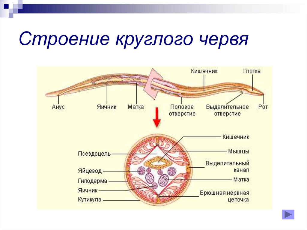 Почему круглых червей. Внутреннее строение аскариды человеческой. Особенности внутреннего строения круглых червей. Аскарида человеческая строение. Нематода круглый червь строение.