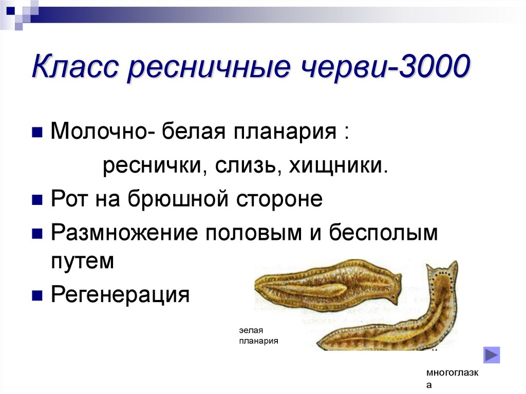 Класс ресничные черви презентация