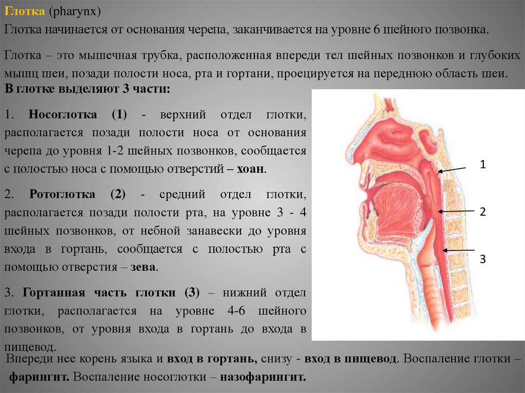 Глотка характеристика органа