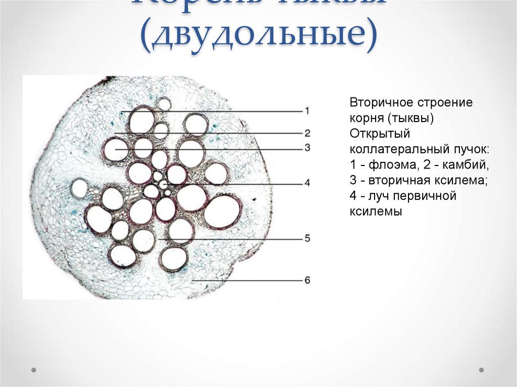 Схема стебля тыквы