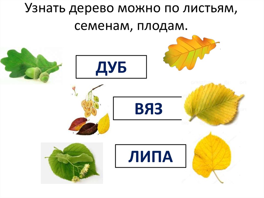 Какое ты дерево. Дерево по листу определить. Узнай дерево по листу. Узнать дерево по листве. Определить дерево по листочку.