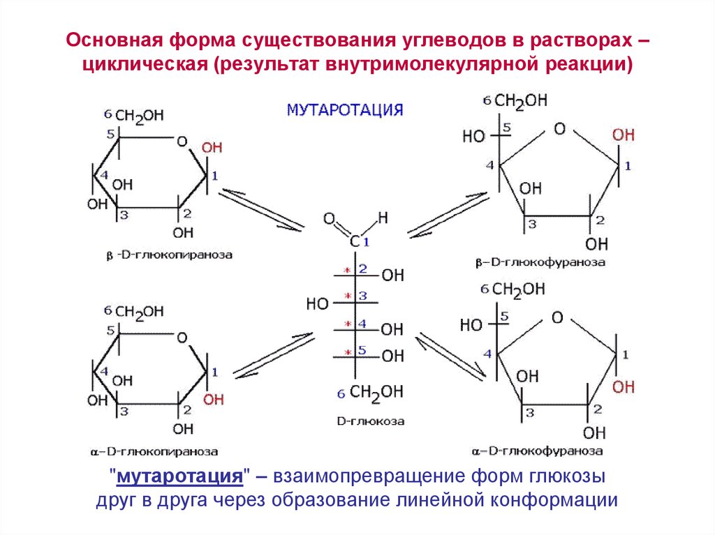 Линейные формулы углеводов. Линейные и циклические формы углеводов. Циклическая форма сахарозы. Происходят циклические реакции