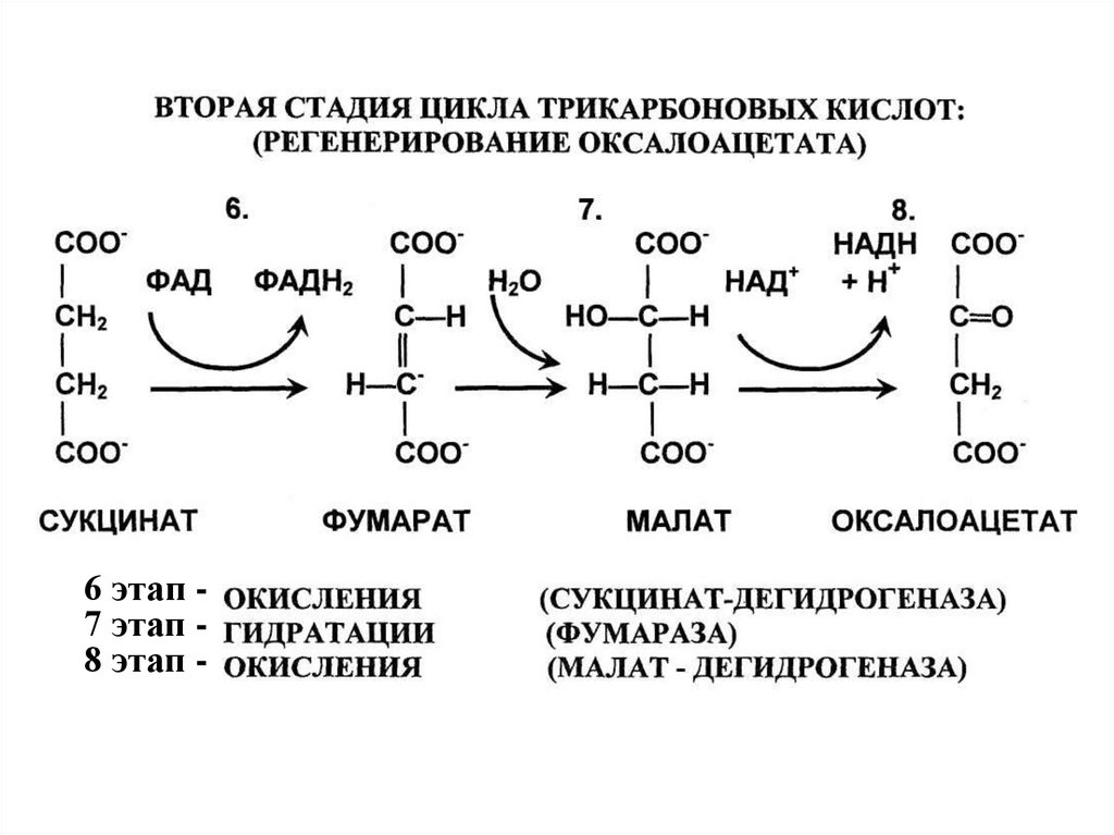 Реакции образования циклов. Цикл Кребса схема с ферментами. Сукцинат в оксалоацетат. Окисление сукцината до оксалоацетата. Окислительные реакции цикла Кребса.
