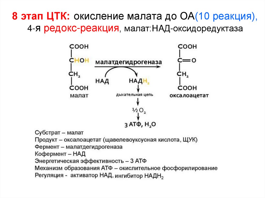Атф синтезируется при окислении. Окисление малата в дыхательной цепи. Схема окисления малата. Реакции ЦТК оксидоредуктаз. Сукцинат ФАД оксидоредуктаза.