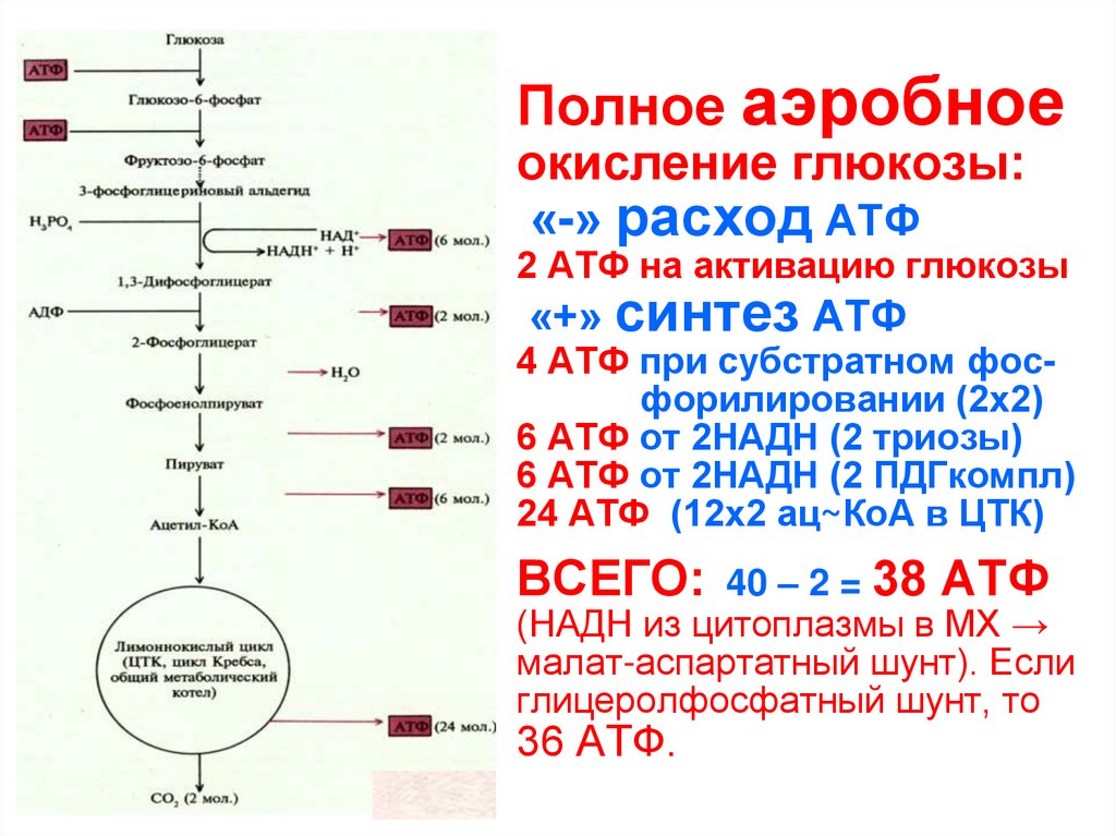 Анаэробный распад глюкозы схема