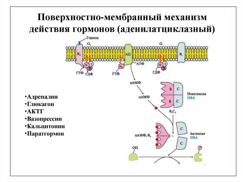 Сигнала фермент. Мембранный механизм действия гормонов. Механизм действия гормонов биохимия схема. Механизмы действия гормонов (мембранный, мембранно внутриклеточный),. Мембранный механизм действия гормонов схема.