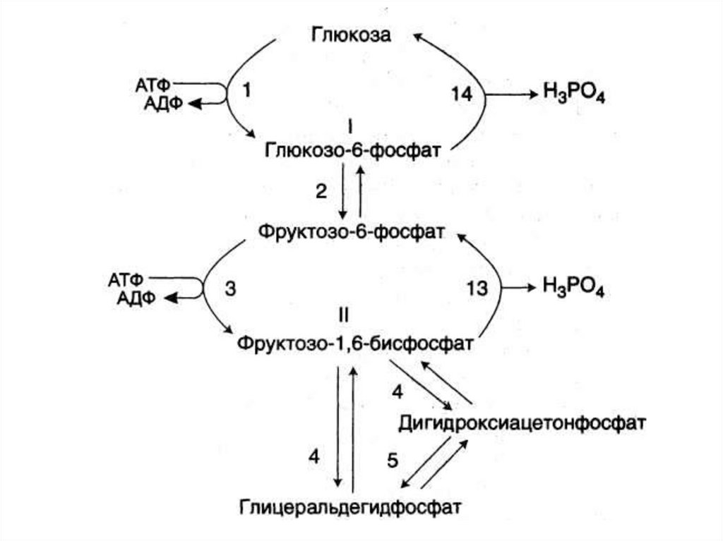 Атф глюкоза адф. Схема синтеза Глюкозы из лактата. Синтез Глюкозы из лактата реакции. АТФ Синтез Глюкозы из лактата. Синтез АТФ из АДФ.