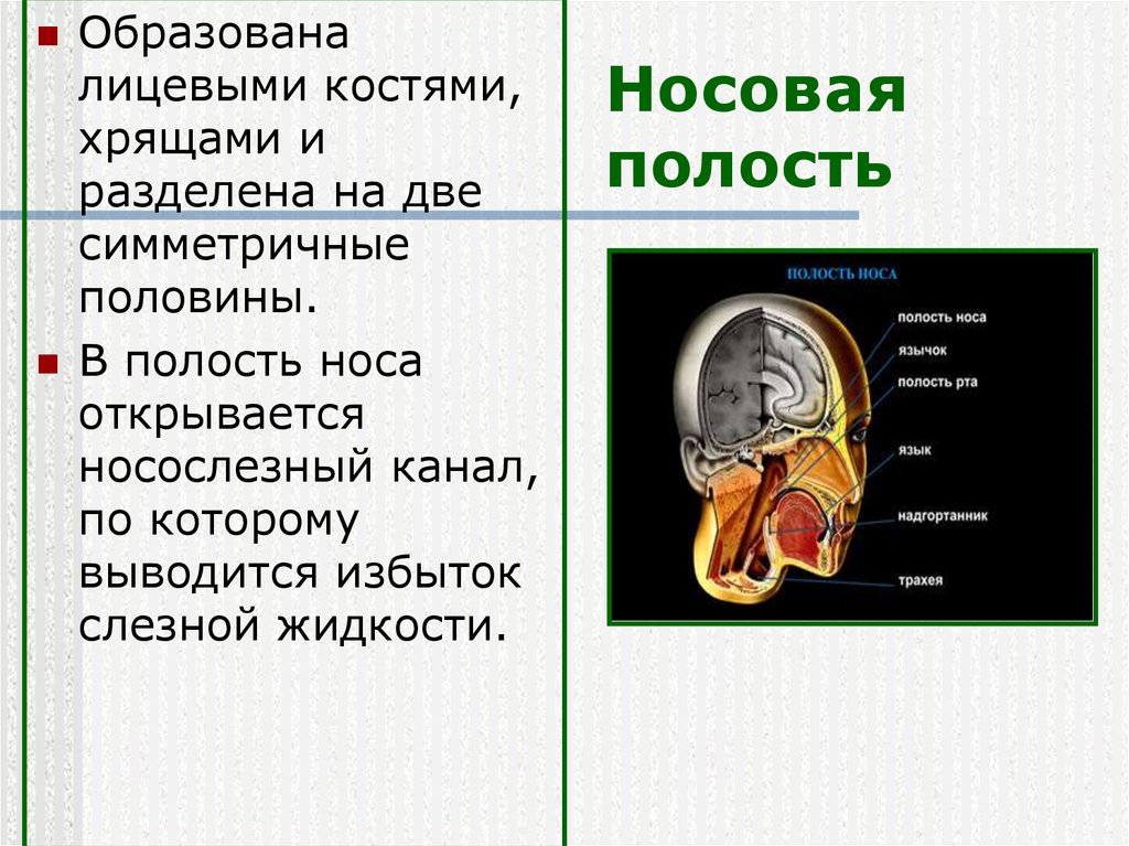 Носовую полость образуют кости