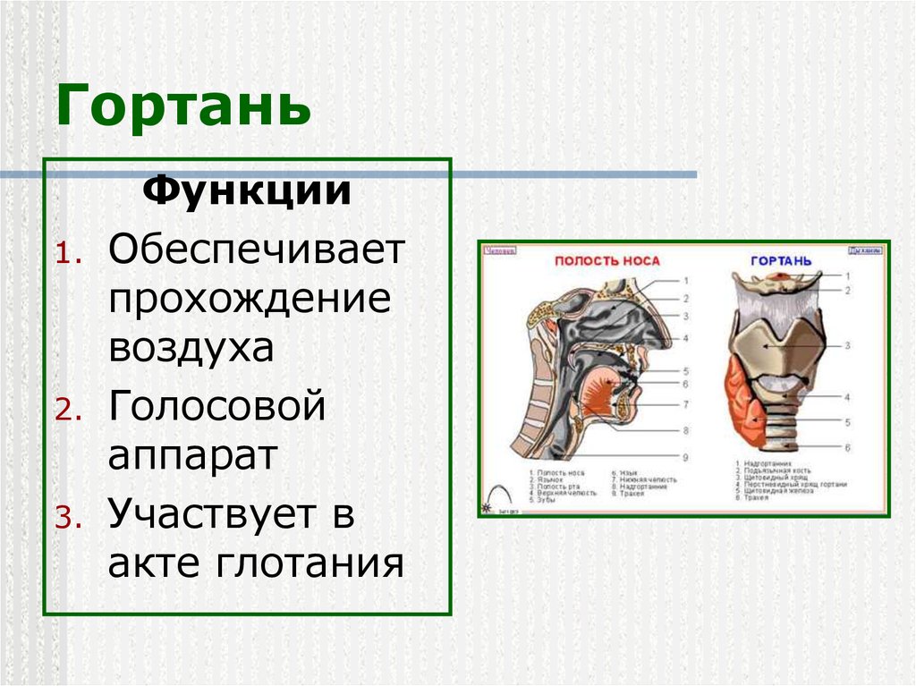 Какое строение и функции. Гортань строение и функции. Функции гортани в дыхательной системе. Гортань строение анатомия функция и строение. Функции гортани анатомия.