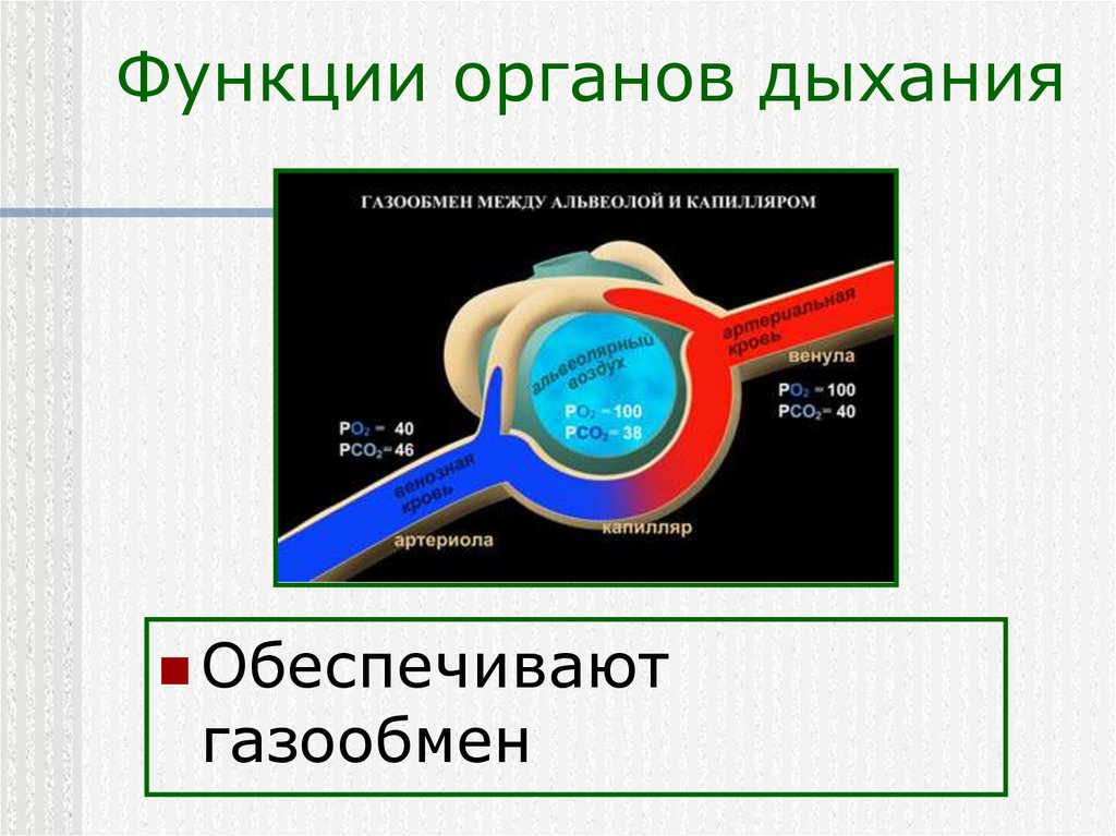 Орган внешнего дыхания