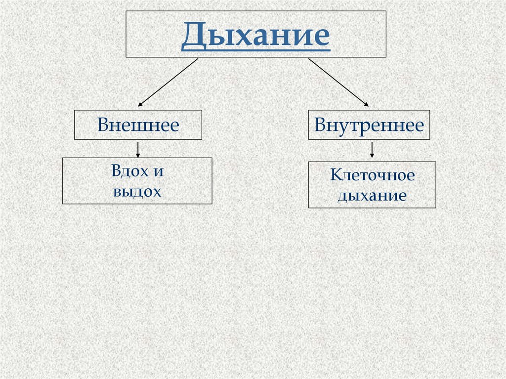 Заполните словесную схему механизма дыхания