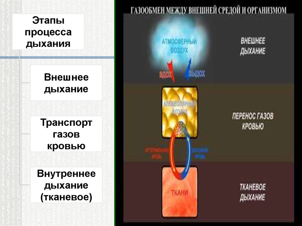 Установите этапы дыхания