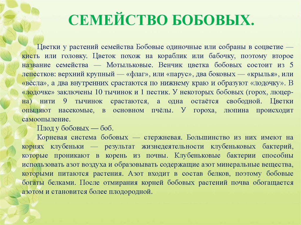 Презентация семейство бобовых