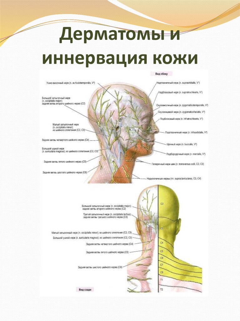 Дерматомы в неврологии схема