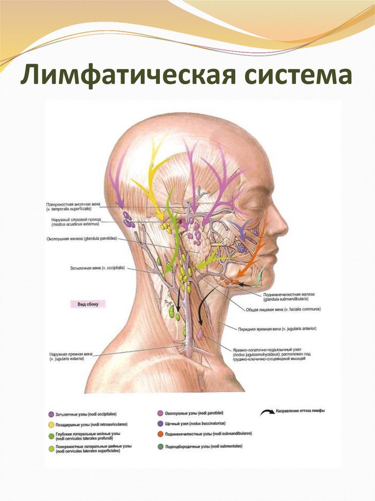 Лимфоузел в мышце. Лимфатическая система головы человека схема движения. Лимфатическая система человека схема голова. Лимфатическая система лица схема движения лимфы. Лимфатическая система человека лицо и шея.
