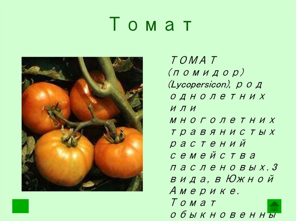 Томаты относятся к пасленовым. Томат семейство Пасленовые. Томат биология 6 класс. Культурные растения помидор. Рассказ о любой овощной культуре.