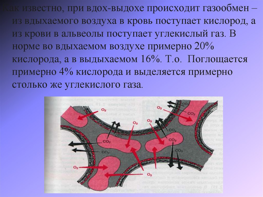 При выдохе происходит. Поступление воздуха в альвеолы при вдохе происходит за счет:. Кислород поступает в альвеолы и из них в кровь. При вдохе в альвеолы поступает. Поступление кислорода из альвеол легких в кровь происходит.