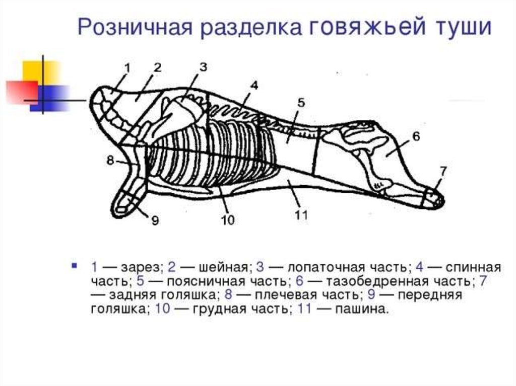 Схема разделки говяжьей туши. Схема разруба говяжьей туши. Схема обработки говяжьей полутуши. Схема сортовой разделки мяса говядины.