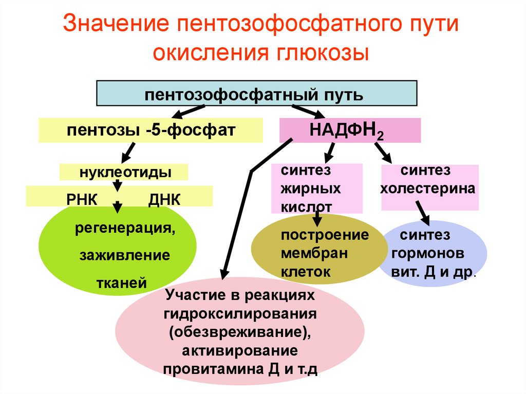 Значение пути. Биологические функции пентозофосфатного пути. Пентозофосфатный путь биологическая роль. Пентозофосфатный путь окисления Глюкозы значение. Биологическая роль окислительного этапа пентозофосфатного пути.