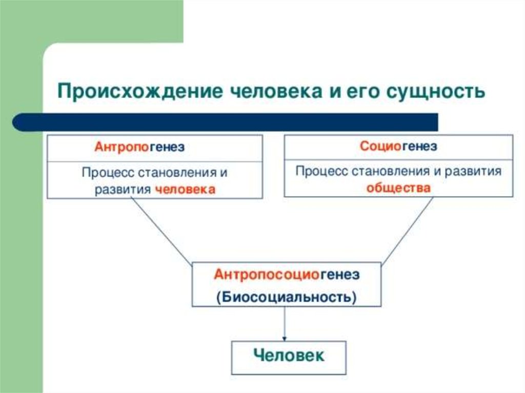 Как протекали процессы антропогенеза и социогенеза