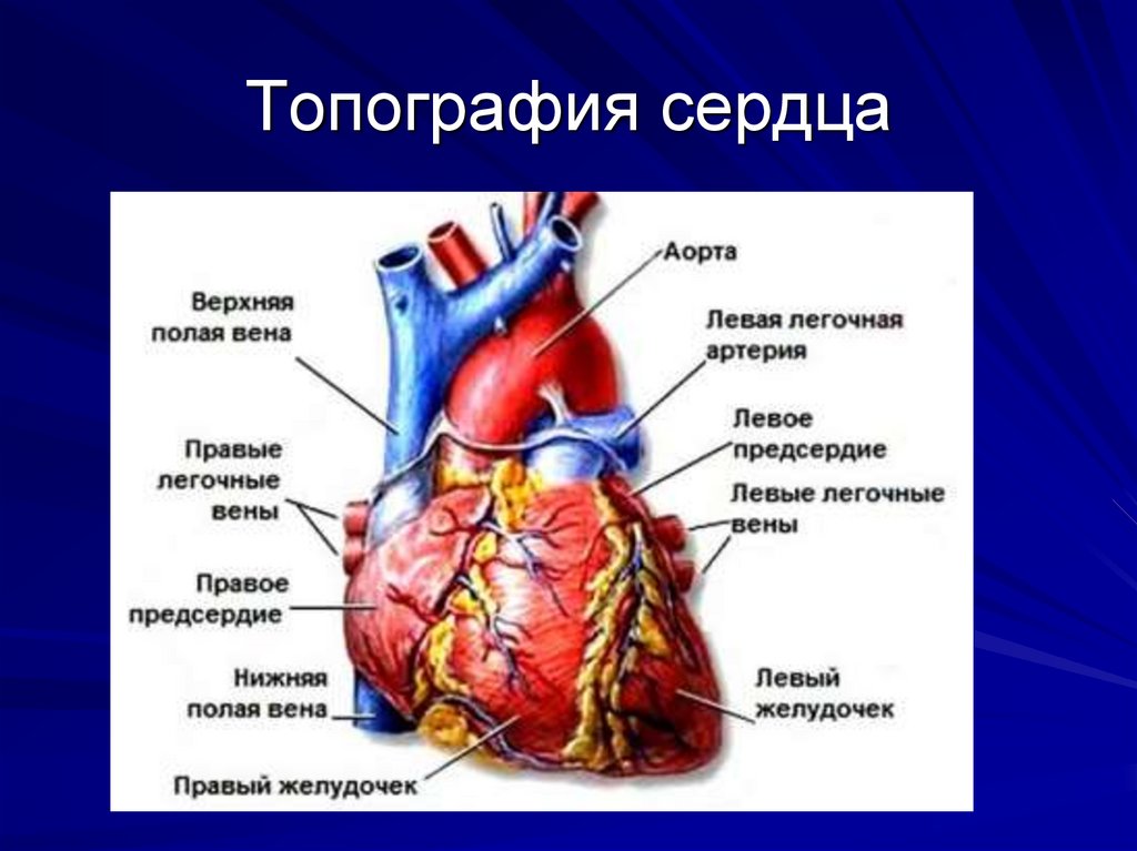 Миокард латынь. Сердце топография строение клапаны. Сердце строение топография кровоснабжение. Сердце внешнее строение топография. Сердце кровообращение топографическая анатомия.