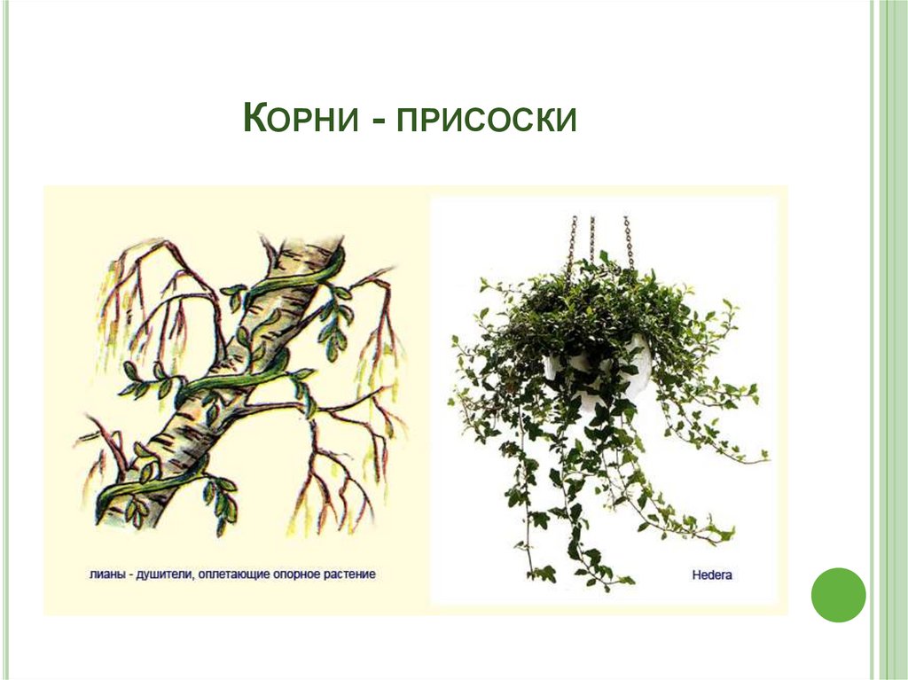 Цветов какой корень. Корни-присоски павелика. Корни прицепки повилика. Метаморфозы корня корни присоски. Видоизменения корней корни присоски.