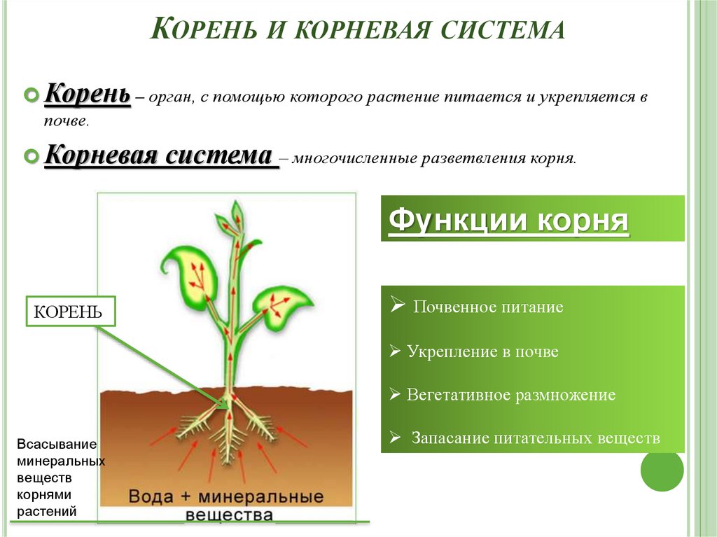 Отличить корень. Корневые системы цветковых растений. Органы растений корень. Строение корня цветкового растения. Корень презентация.