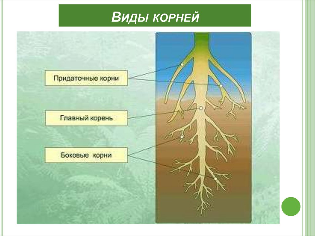 Корень для презентации