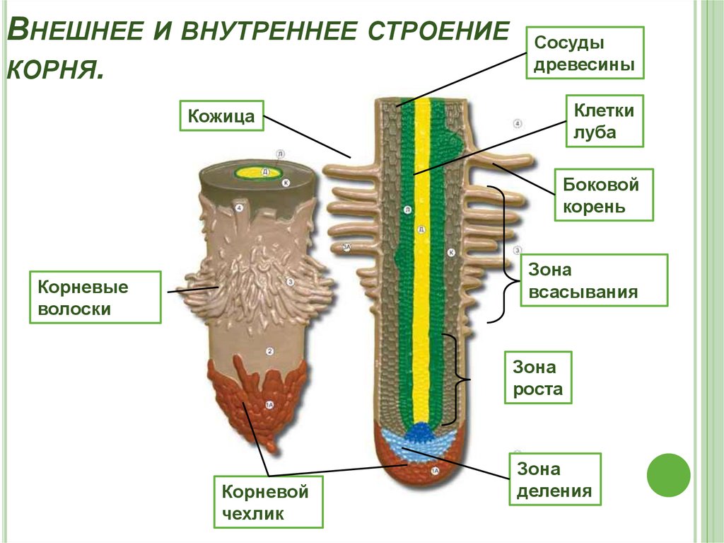 Рисунок корня биология. Строение нижней части корня. Внутреннее строение корня растения с подписями. Внешнее строение корня. Строение корня в зоне всасывания.