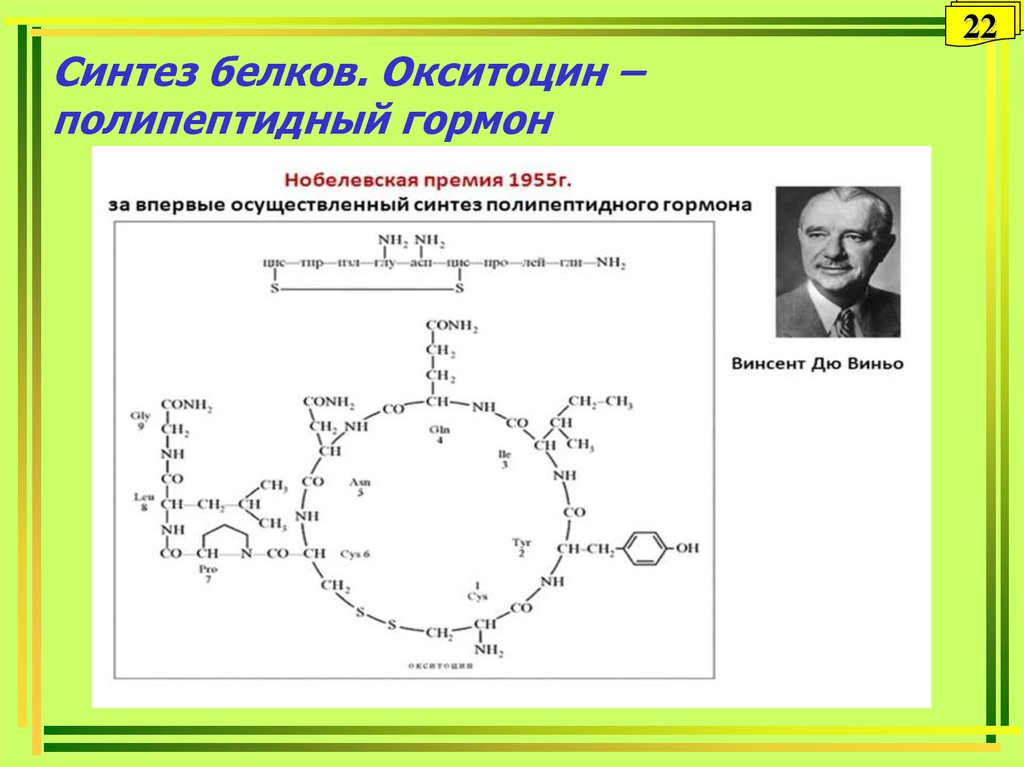 Синтез полипептидной. Синтез окситоцина схема. Окситоцин гормон схема. Регуляция синтеза окситоцина. Окситоцин химическая структура.